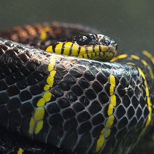 Mangrove Snake