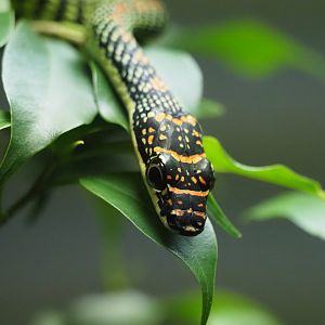 Paradise Flying Snake
