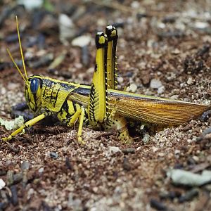 Western Horse Lubber