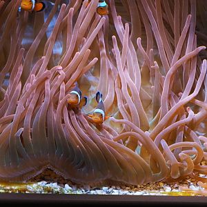 Percula Clownfish