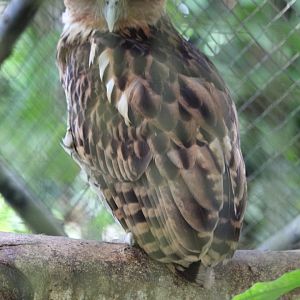 Philippine eagle-owl (Ketupa philippensis mindanensis)