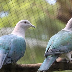 Green imperial pigeon (Ducula aenea aenea)