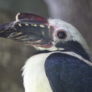 Visayan tarictic hornbill (Penelopides panini panini)