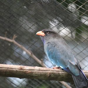 Oriental dollarbird (Eurystomus orientalis orientalis)