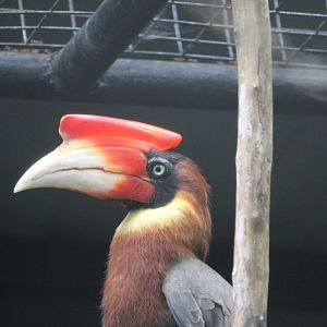 Southern rufous hornbill (Buceros mindanensis mindanensis)