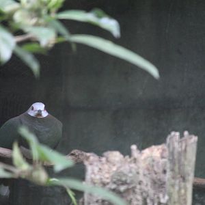 Pink-bellied imperial pigeon (Ducula poliocephala)