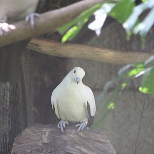 Pied imperial pigeon (Ducula bicolor)