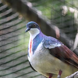 Negros bleeding-heart (Gallicolumba keayi)