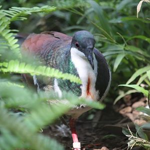 Negros bleeding-heart (Gallicolumba keayi)