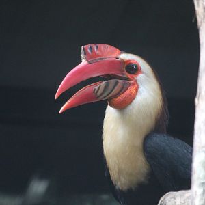 Mindanao writhed hornbill (Rhabdotorrhinus leucocephalus)