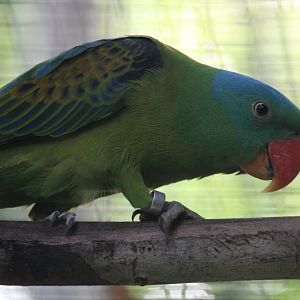 Blue-naped parrot (Tanygnathus lucionensis salvadorii)