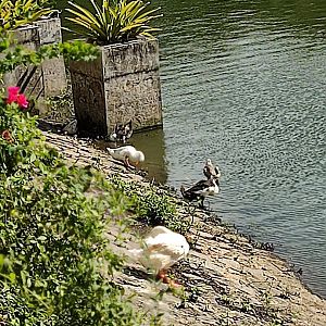 The Breeze BSD City - Waterfowls