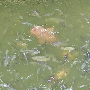 The Breeze BSD City - Sharp-toothed Catfish (Clarias gariepinus)