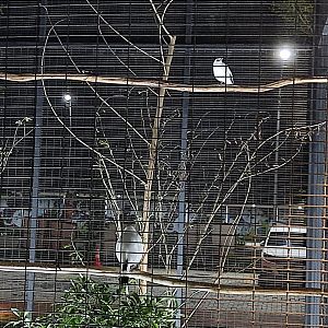 Bintaro Aviary Park - Bali Myna (Leucopsar rothschildi)