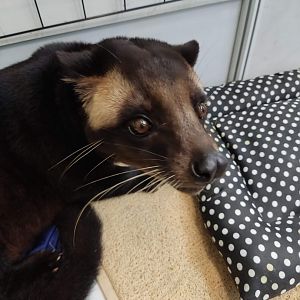 IIPE 2023 - Sumatran Masked Palm Civet (Paguma larvata leucomystax)