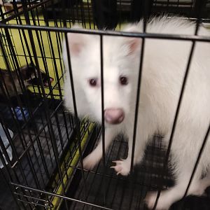 IIPE 2023 - Leucistic Raccoon Dog (Nyctereutes procyonoides)