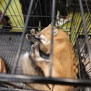 IIPE 2023 - Red Fox (Vulpes vulpes)