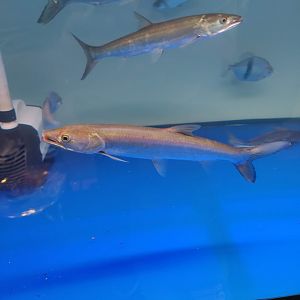 IIPE 2023 - Yellowcheek Carp (Elopichthys bambusa)