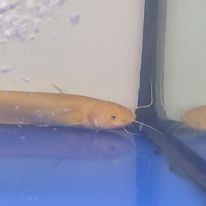 IIPE 2023 - Chinese Largemouth Catfish (Silurus meridionalis)