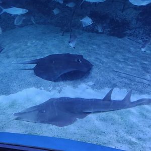 Giant Shovelnose Ray (Glaucostegus typus) and Mangrove Whipray (Urogymnus granulata)