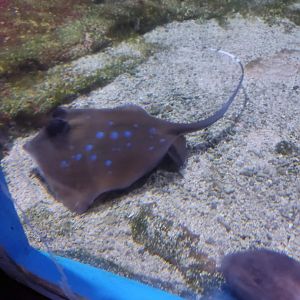 Kuhl's Maskray (Neotrygon kuhlii)