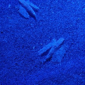 Oriental Flyng Gurnard (Dactyloptena orientalis)