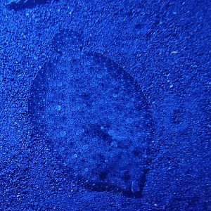 Panther Flounder (Bothus pantherinus)