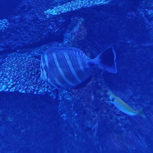 Red Sea Sailfin Tang (Zebrasoma desjardinii)