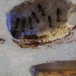 Ponerine Ant (Ectomomyrmex astutus)