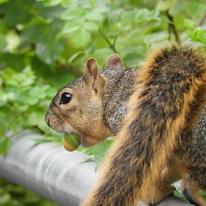 Wild eastern fox squirrel