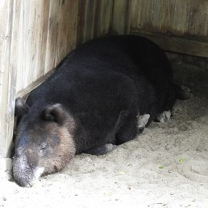 Mountain tapir