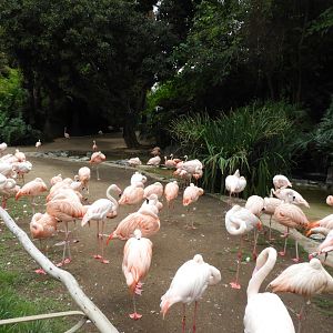 Flamingo enclosure