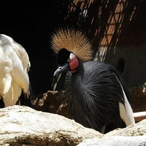 Sacred ibis and black crowned crane