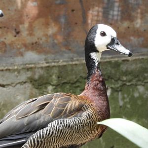White-faced whistling duck