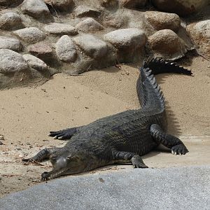 Gharial