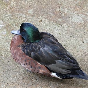 Chestnut teal