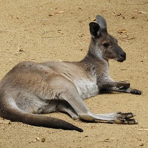 Western grey kangaroo