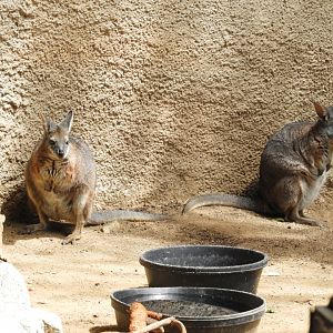 Tammar wallabies