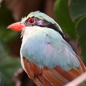 Indochinese green magpie