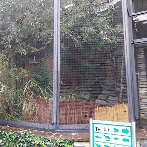 Lesser whitethroat aviary