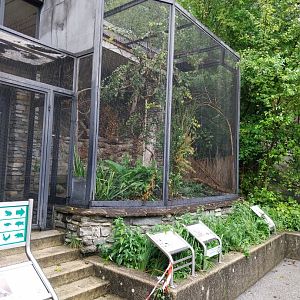 Little ringed plover and white wagtail aviary