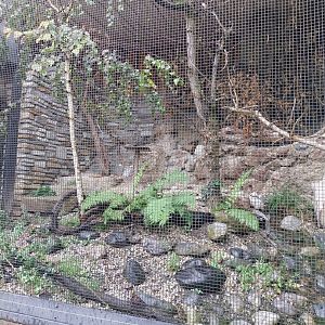 Little ringed plover and white wagtail aviary