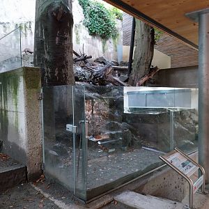 Western polecat (Mustela putorius) enclosure