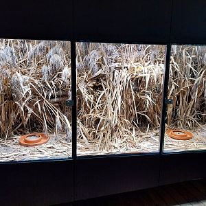 Harvest mouse (Micromys minutus) enclosure