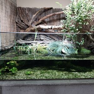 Marsch frog and threespine stickleback aquarium