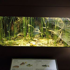 Biiterling and moderlieschen aquarium