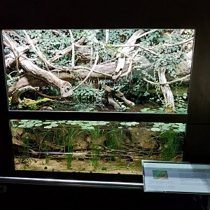 Common tree frog exhibit