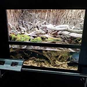 Alpine newt paludarium