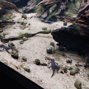 Alpine newt (Ichthyosaurus alpestris alpestris)
