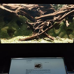 Nocturnal aquarium for European crayfish